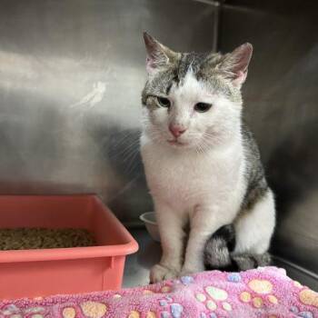 Rick Springfield -  Domestic Short Hair Cat for Adoption in Tipp City, Ohio - Rick Springfield | PetCurious