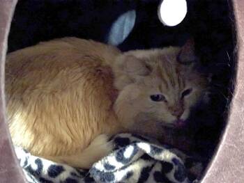 Boo -  Domestic Long Hair Cat Available for Adoption in Carson City, Nevada - Boo | PetCurious