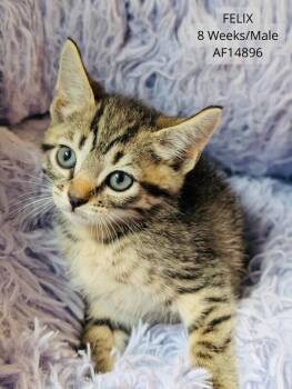 Felix -  Domestic Short Hair Cat for Adoption - Felix | PetCurious