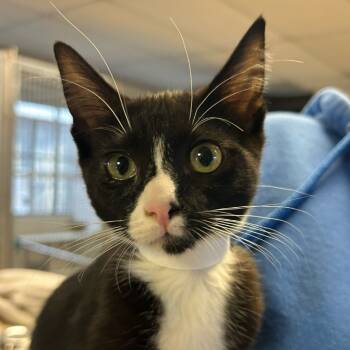 Rescue Domestic Short Hair Cats for Adoption in Goleta, California - Mochi | PetCurious