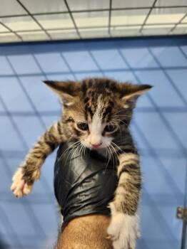 STANLEY -  Domestic Short Hair Cat for Adoption in San Bernardino, California - STANLEY | PetCurious