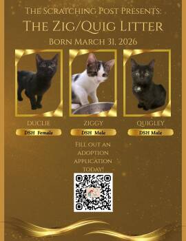 KITTENS - Ziggy, Quigley, Dulcie -  Domestic Short Hair Cat for Adoption in Cincinnati, Ohio - KITTENS - Ziggy, Quigley, Dulcie | PetCurious