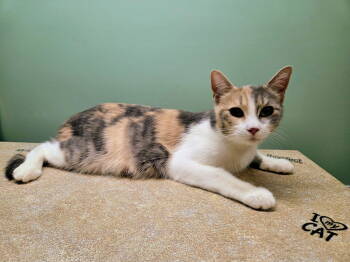 Rescue Calico and Domestic Short Hair Cats for Adoption in Nazareth, Pennsylvania - Rummy | PetCurious
