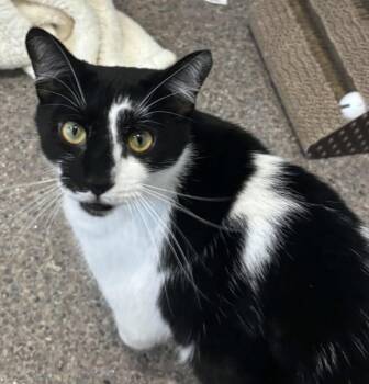 Oreo -  Domestic Short Hair Cat for Adoption in Sault Ste. Marie, Michigan - Oreo | PetCurious