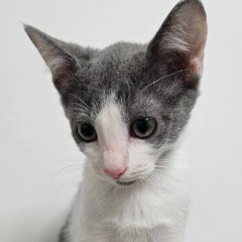 All The Best -  Domestic Short Hair Cat for Adoption in Austin, Texas - All The Best | PetCurious