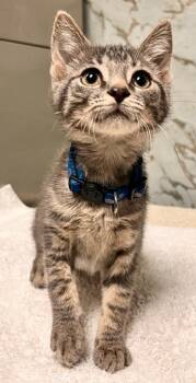 Medley -  Domestic Short Hair Cat for Adoption - Medley | PetCurious