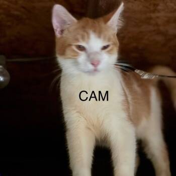 Rescue Domestic Short Hair Cats for Adoption in Alexandria, Virginia - Cam | PetCurious