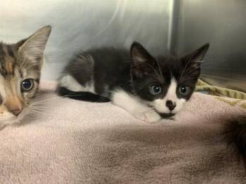 CHILI BURGER -  Domestic Short Hair Cat for Adoption in Grand Prairie, Texas - CHILI BURGER | PetCurious