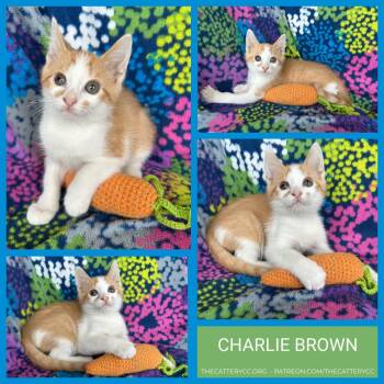 Domestic Short Hair Cats Available for Adoption - Charlie Brown | PetCurious