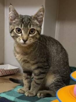 Green Salad -  Domestic Short Hair Cat for Adoption in Bellevue, Washington - Green Salad | PetCurious