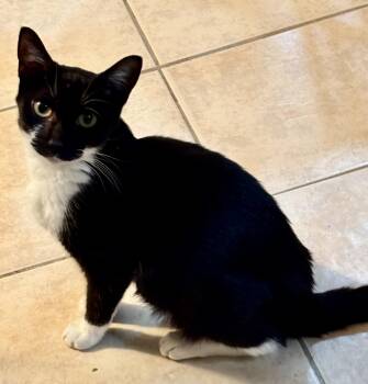 Rescue Domestic Short Hair Cats for Adoption in East Hanover, New Jersey - Trina | PetCurious