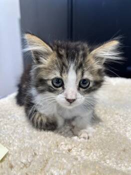 DARIA -  Domestic Short Hair Cat for Adoption in San Bernardino, California - DARIA | PetCurious