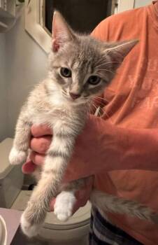 92822a Fanta-PetSmart West Ashley -  Domestic Short Hair Cat for Adoption in North Charleston, South Carolina - 92822a Fanta-PetSmart West Ashley | PetCurious