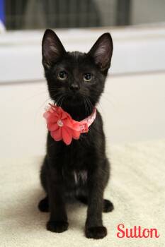Sutton -  Domestic Short Hair Cat for Adoption in Vinton, Iowa - Sutton | PetCurious