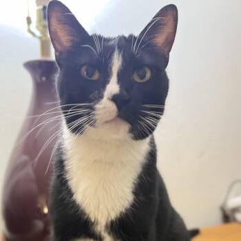 Rescue Domestic Short Hair Cats for Adoption in Los Angeles, California - Sadie | PetCurious