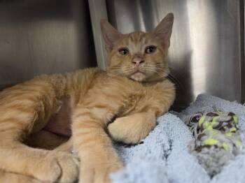 MINTHARA -  Domestic Short Hair Cat for Adoption in Kent, Washington - MINTHARA | PetCurious
