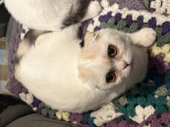 Lucy Chen -  Scottish Fold Cat for Adoption in Broomall, Pennsylvania - Lucy Chen | PetCurious