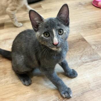 Calypso -  Domestic Short Hair Cat for Adoption - Calypso | PetCurious