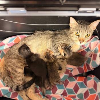 Domestic Short Hair Cats Available for Adoption - Esmeralda | PetCurious