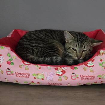 Fork -  Domestic Short Hair Cat for Adoption in Evanston, Illinois - Fork | PetCurious