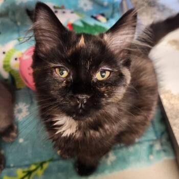 Katara -  Domestic Medium Hair Cat for Adoption in Reno, Nevada - Katara | PetCurious
