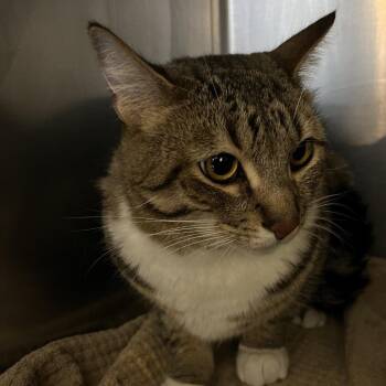 Socks -  Domestic Short Hair Cat for Adoption in Ojai, California - Socks | PetCurious