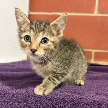 Maurice -  Domestic Short Hair Cat for Adoption in Cabot, Arkansas - Maurice | PetCurious