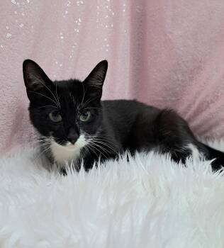 Domestic Short Hair Cats Available for Adoption in Clarkesville, Georgia - Myrtle | PetCurious