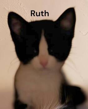 Ruth -  Tuxedo Cat for Adoption in Weems, Virginia - Ruth | PetCurious