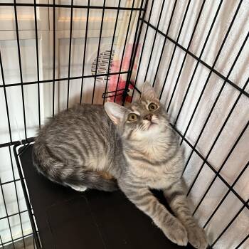 Domestic Short Hair Cats Available for Adoption in Salisbury, Massachusetts - Cotton Tail | PetCurious