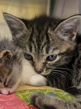 Biscuit -  Domestic Short Hair Cat for Adoption in Healdsburg, California - Biscuit | PetCurious