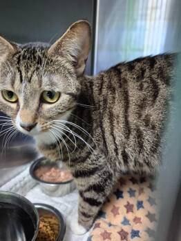 Domestic Medium Hair Cats Available for Adoption in Ellijay, Georgia - Everluvleigh | PetCurious