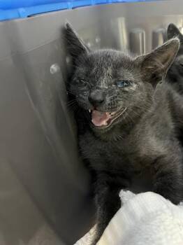 PENNY -  Domestic Short Hair Cat Available for Adoption in Fort Lauderdale, Florida - PENNY | PetCurious