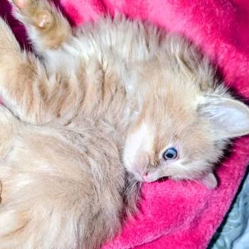Zeke -  Domestic Long Hair Cat for Adoption in Granville, Ohio - Zeke | PetCurious