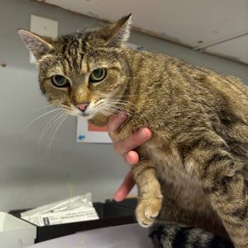 Madison -  Domestic Short Hair Cat for Adoption in Spokane, Washington - Madison | PetCurious