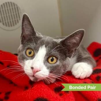 Rocky -  Domestic Short Hair Cat for Adoption in Reisterstown, Maryland - Rocky | PetCurious