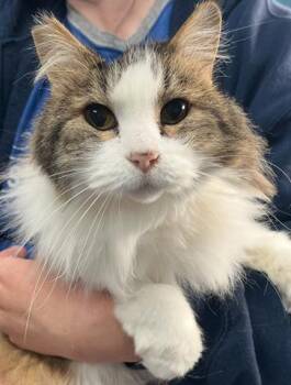 Rescue Domestic Long Hair Cats for Adoption in Canfield, Ohio - FLUFFY | PetCurious