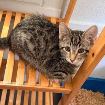 Richie -  Domestic Short Hair Cat for Adoption in Richland, Michigan - Richie | PetCurious