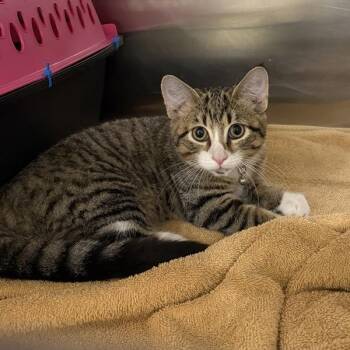 Ezekiel -  Domestic Short Hair Cat for Adoption in Des Moines, Iowa - Ezekiel | PetCurious