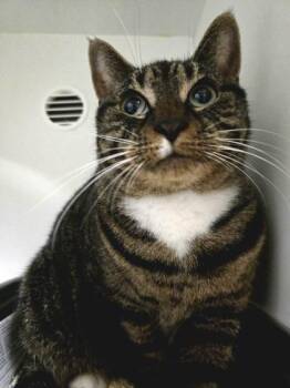 Beans -  Domestic Short Hair Cat for Adoption in Savannah, Georgia - Beans | PetCurious