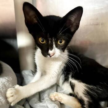 Guajillo -  Domestic Short Hair Cat for Adoption in Austin, Texas - Guajillo | PetCurious