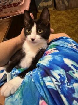 Lily Cobb -  Domestic Short Hair Cat for Adoption in Philadelphia, Pennsylvania - Lily Cobb | PetCurious