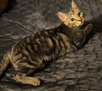 NYXIE -  Tabby Cat for Adoption in Capshaw, Alabama - NYXIE | PetCurious