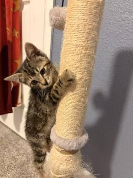 Jolene -  Domestic Short Hair Cat for Adoption in Denver, Colorado - Jolene | PetCurious