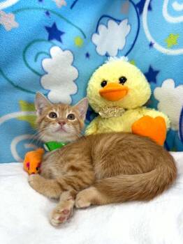 Ezra -  Tabby Cat for Adoption in Tavares, Florida - Ezra | PetCurious