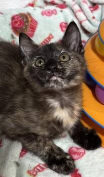 Glitter -  Domestic Short Hair Cat for Adoption in Jackson, Georgia - Glitter | PetCurious