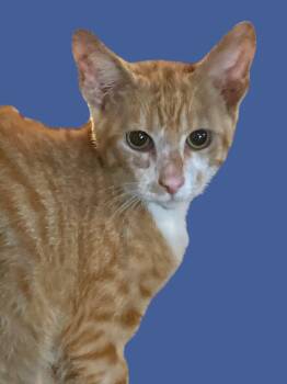 Rescue Domestic Short Hair Cats for Adoption in Chuckey, Tennessee - Orange Tabby & White Male Kitten - 4 Months Old | PetCurious