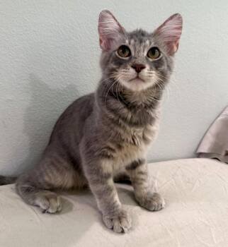 Dean -  Tabby and Domestic Short Hair Cat for Adoption in Mission Viejo, California - Dean | PetCurious