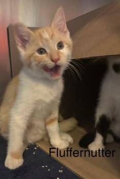 Fluffernutter -  Domestic Short Hair Cat for Adoption in Topsham, Maine - Fluffernutter | PetCurious