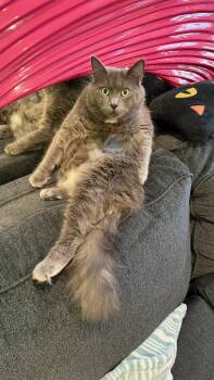 Rescue Domestic Long Hair and Nebelung Cats for Adoption in Los Angeles, California - Macy Gray | PetCurious